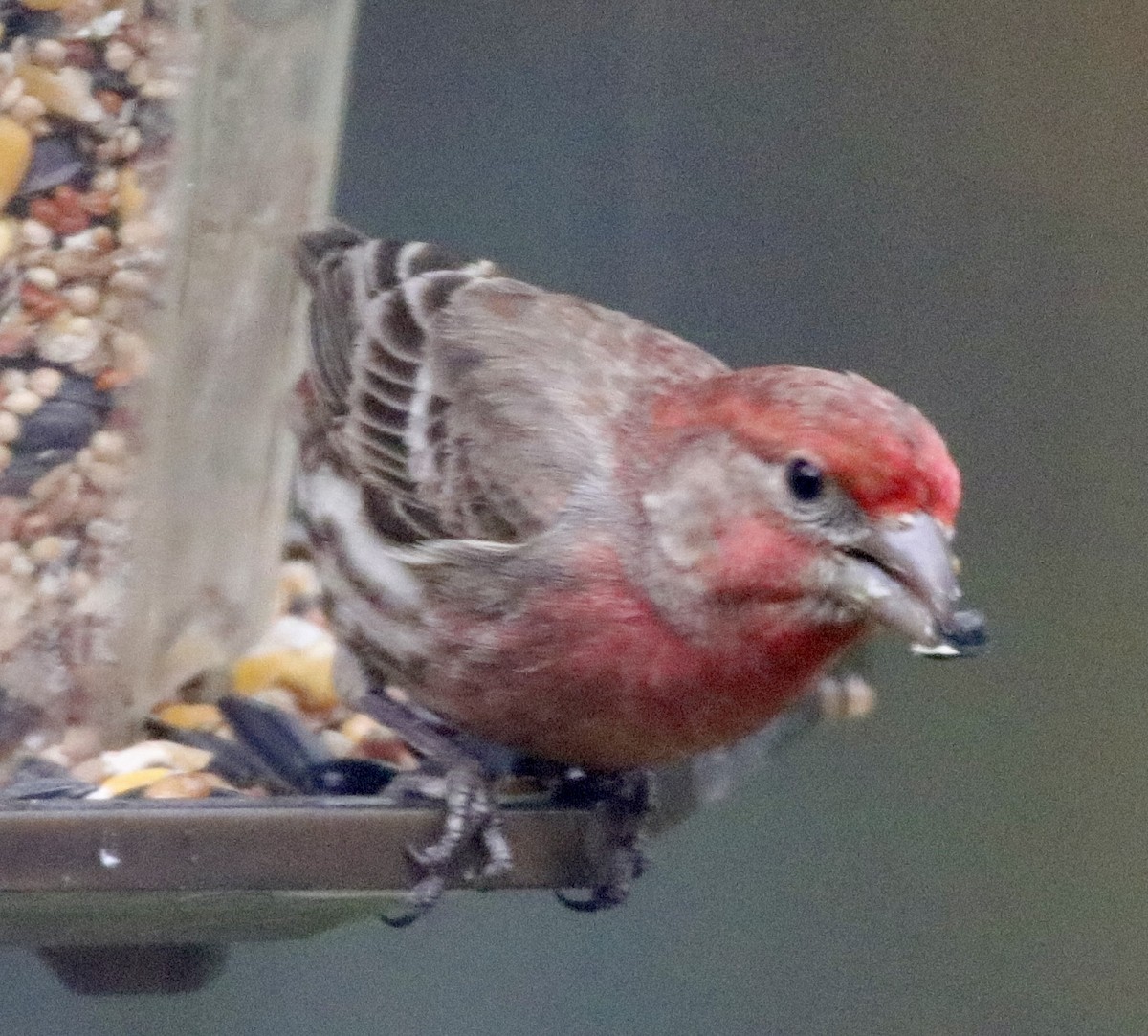 House Finch - Jay & Judy Anderson