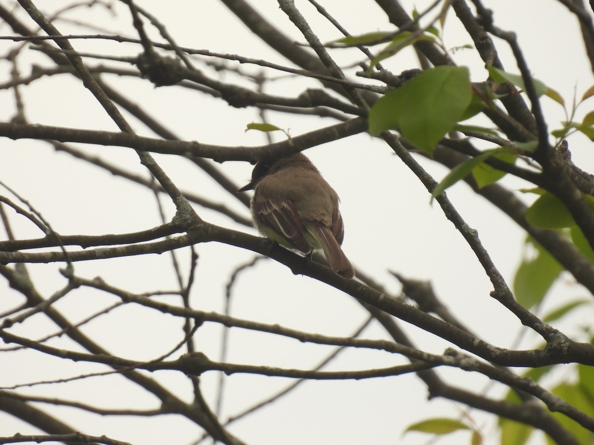 Eastern Phoebe - ML619100005