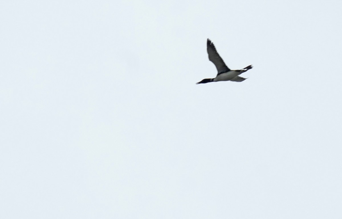 Common Loon - ML619100021