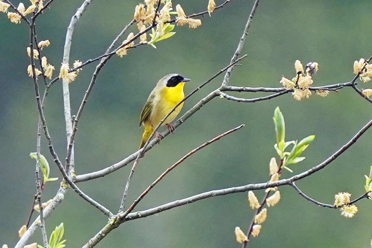 Common Yellowthroat - Walter Verhoef