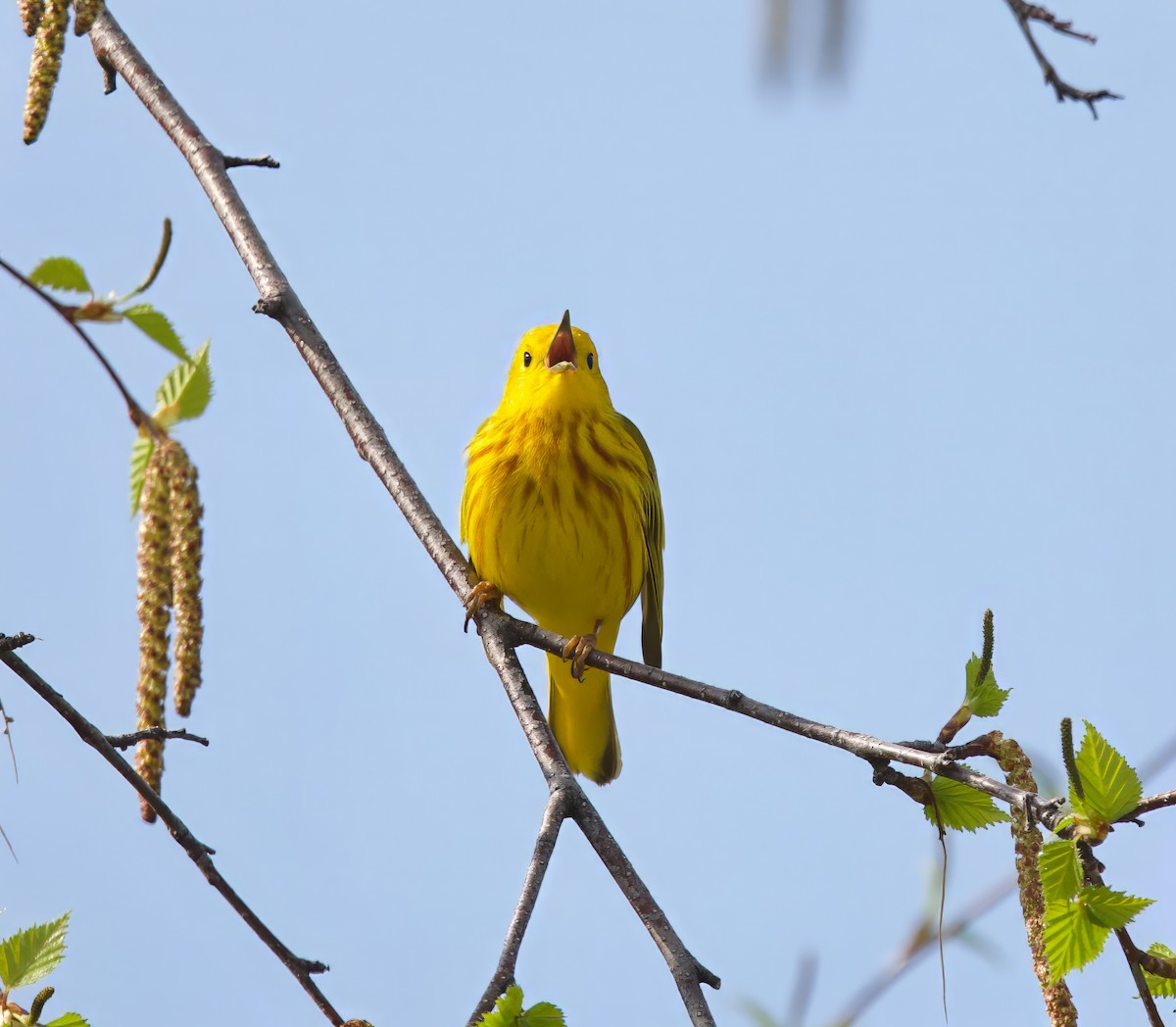 Yellow Warbler - ML619100034