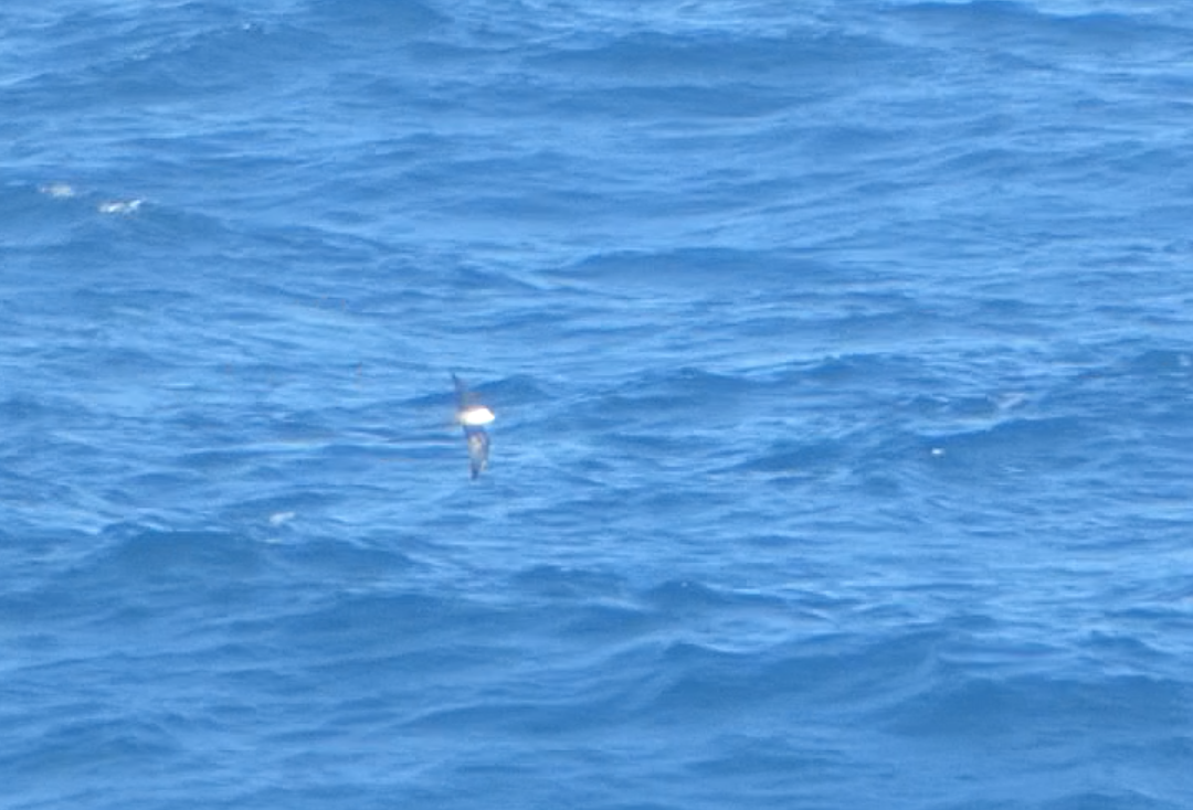 Long-tailed Jaeger - Kevin Hayes