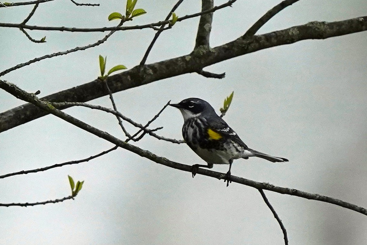 Yellow-rumped Warbler - Walter Verhoef