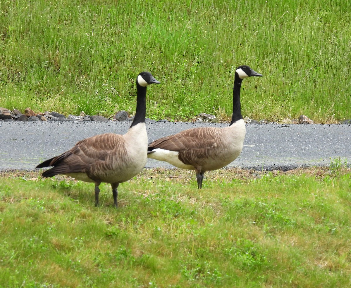 Canada Goose - Patricia and Richard Williams