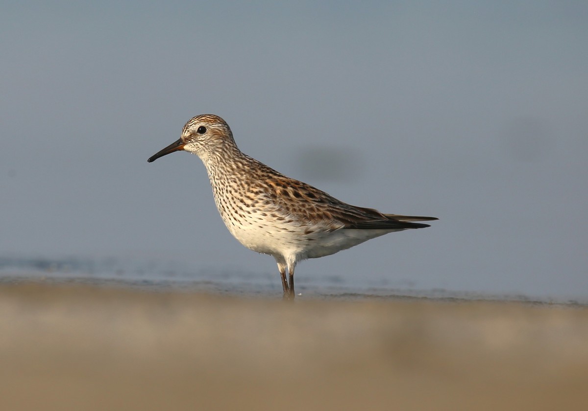 White-rumped Sandpiper - Franklin Miller