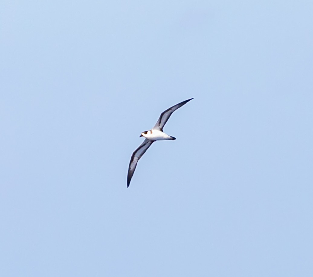 Teufelssturmvogel (weißgesichtig) - ML619100091