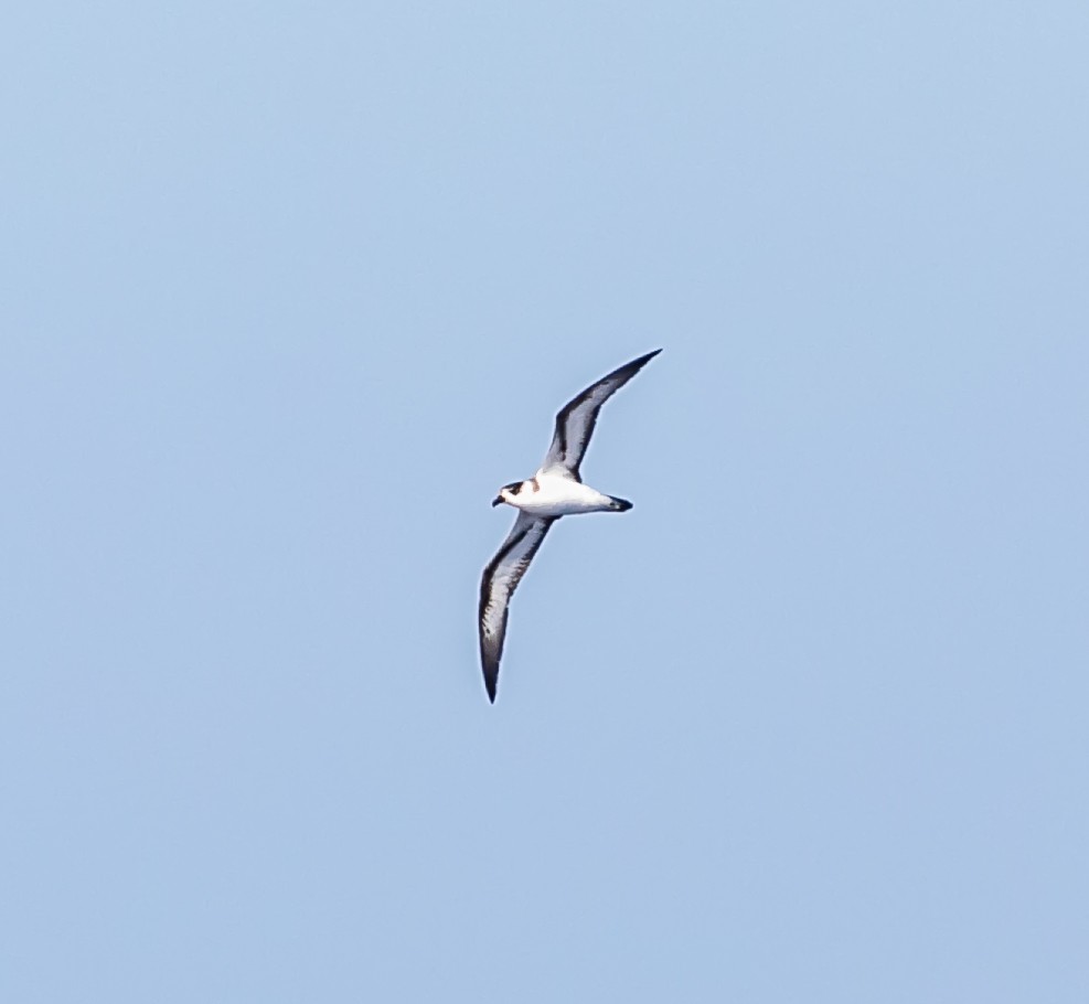 Teufelssturmvogel (weißgesichtig) - ML619100092