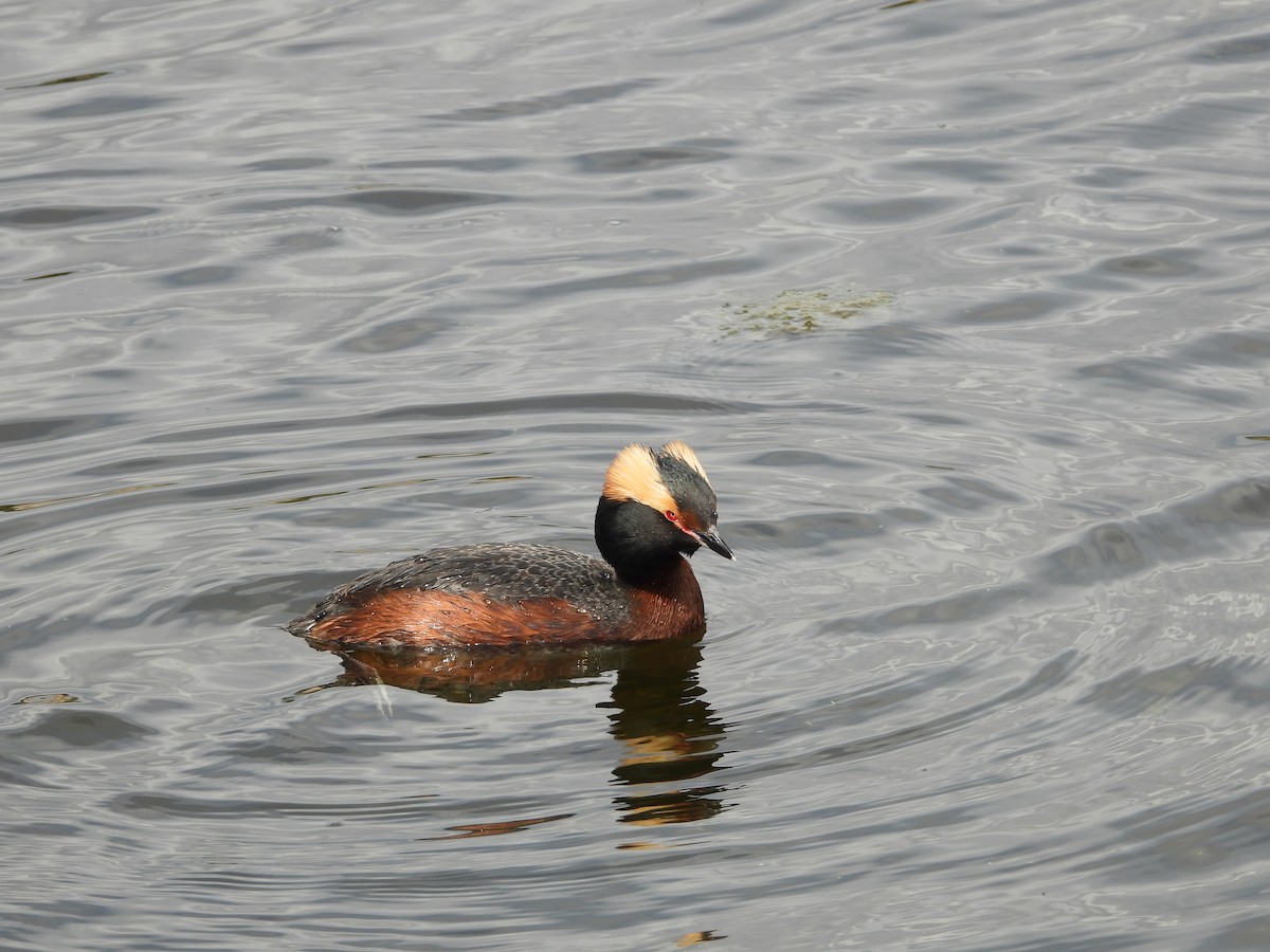 Horned Grebe - ML619100097