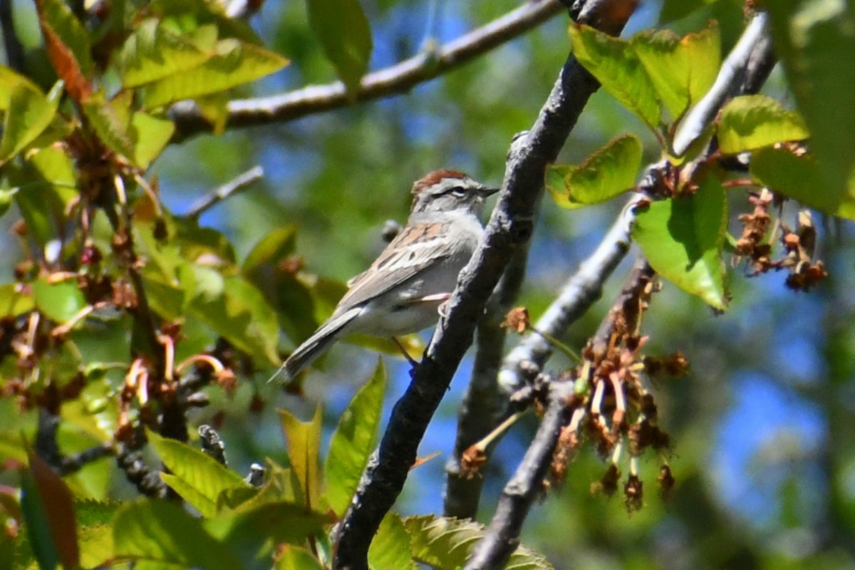 Chipping Sparrow - ML619100107