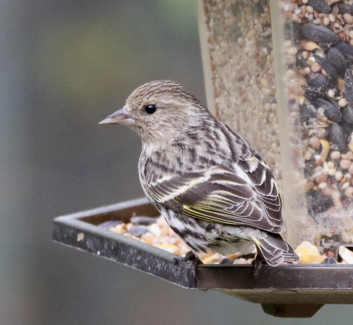 Pine Siskin - Jay & Judy Anderson