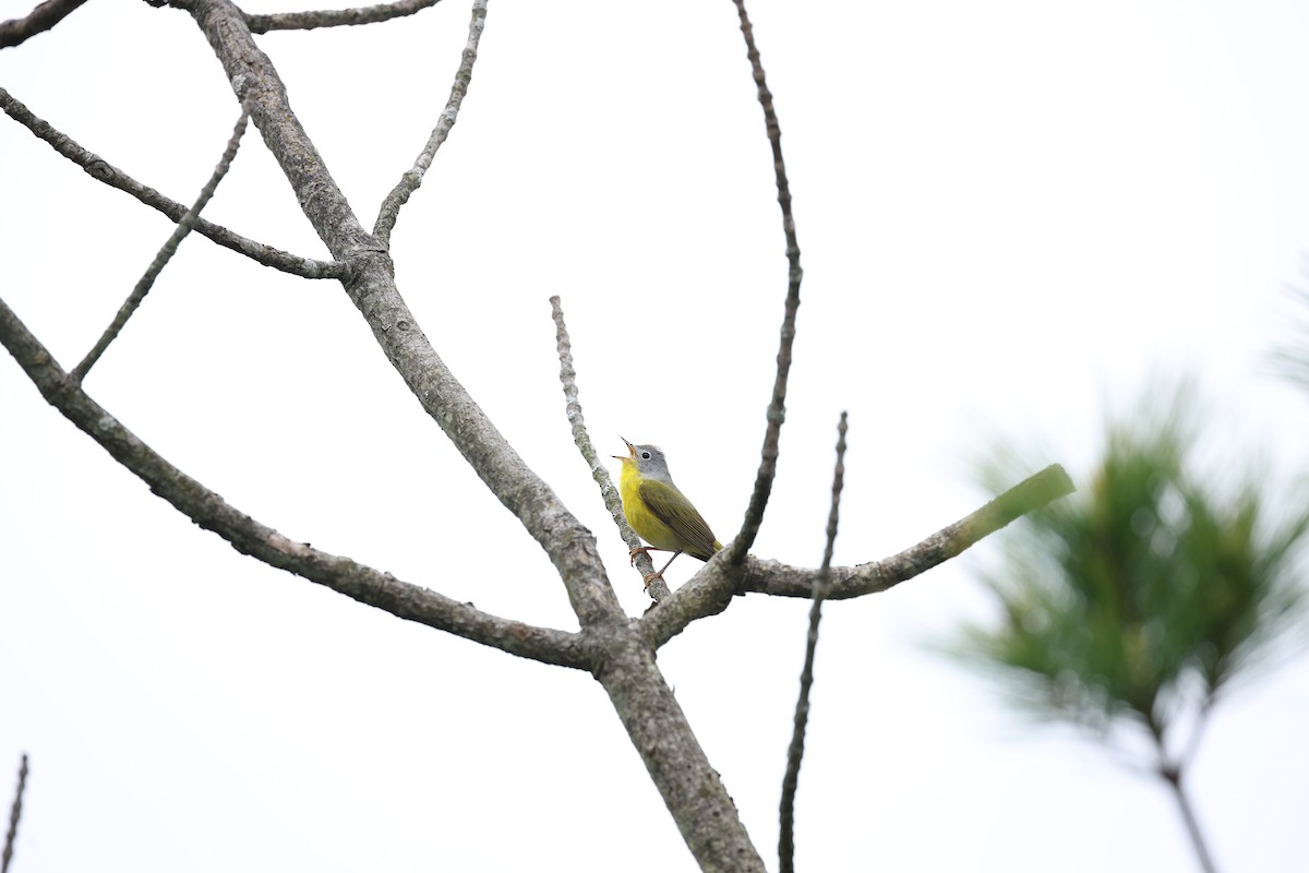 Nashville Warbler - Marie Provost