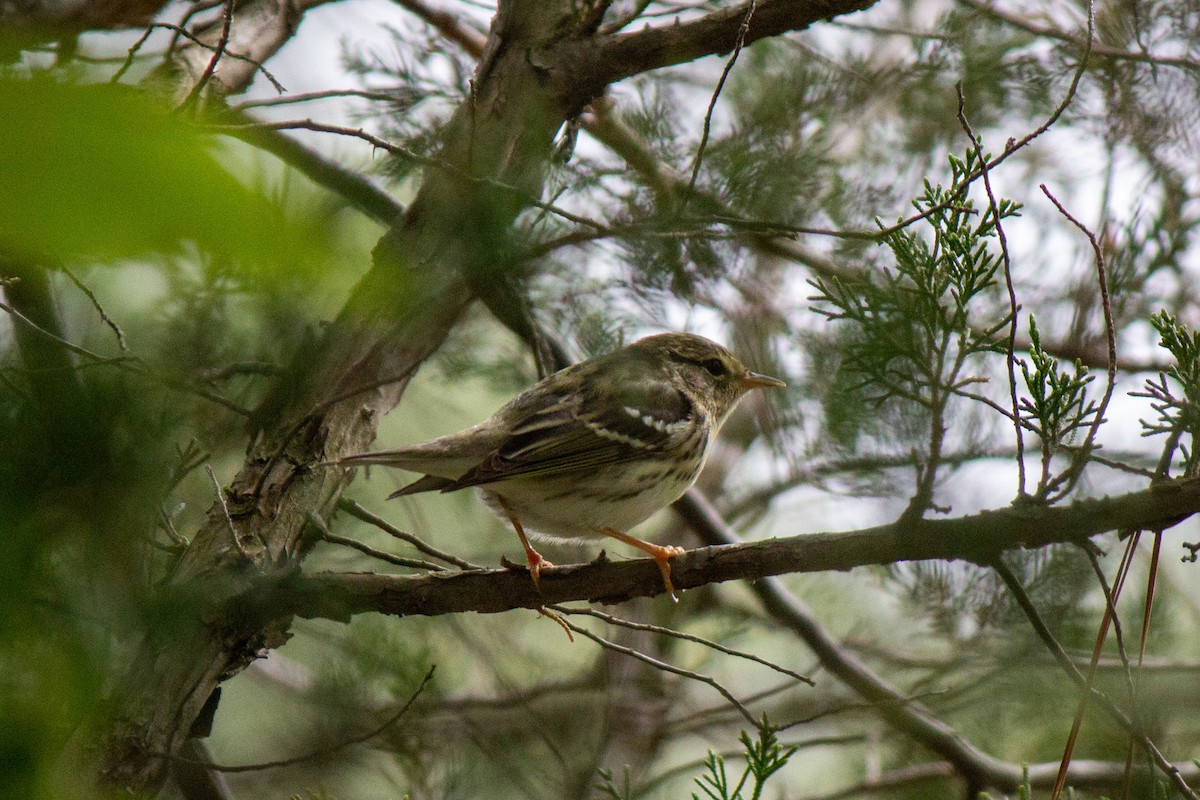 Blackpoll Warbler - ML619100125