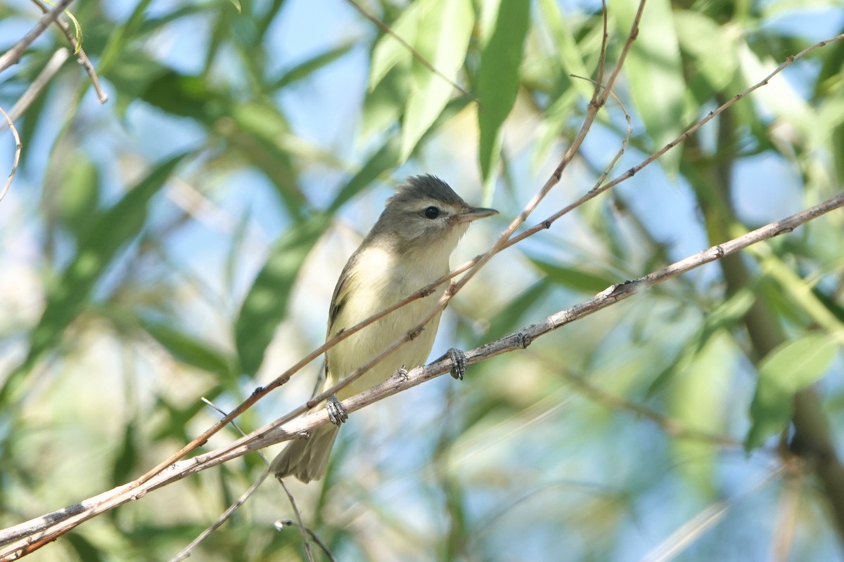 Warbling Vireo - Diana Spangler