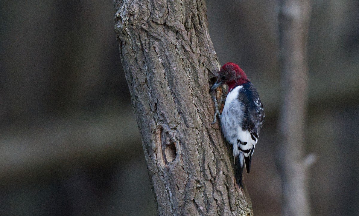 Red-headed Woodpecker - Travis Vance