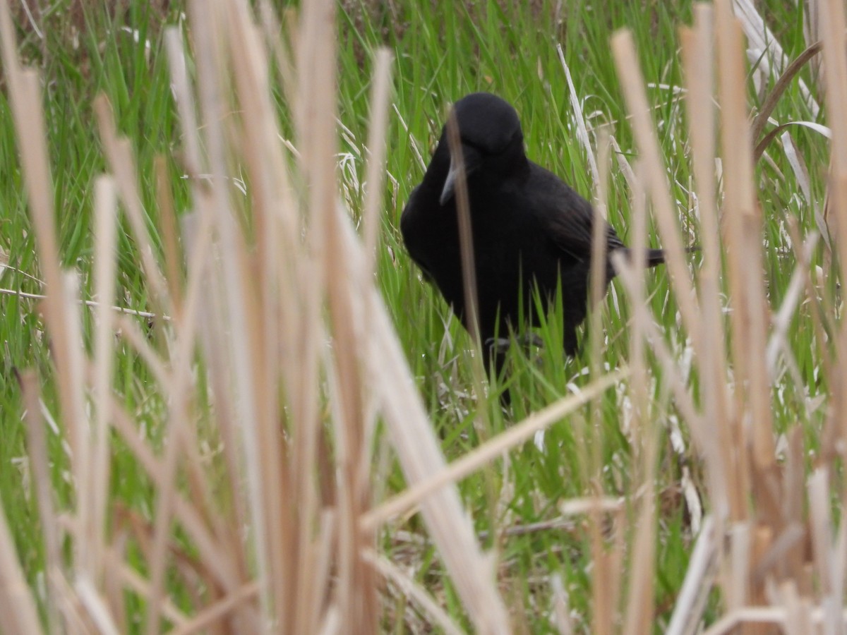 American Crow - Gerard Nachtegaele