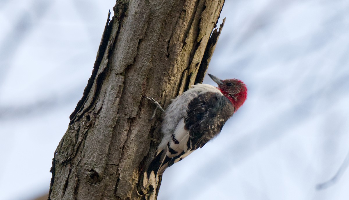 Red-headed Woodpecker - Travis Vance