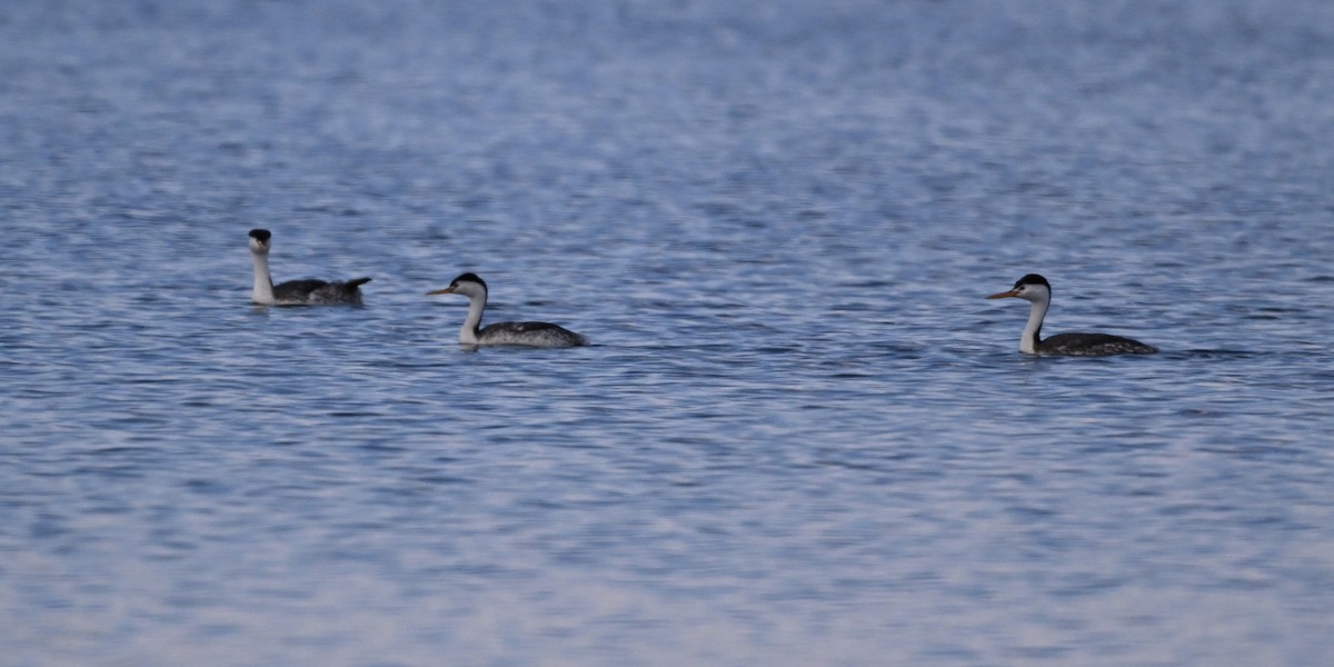 Clark's Grebe - ML619100183