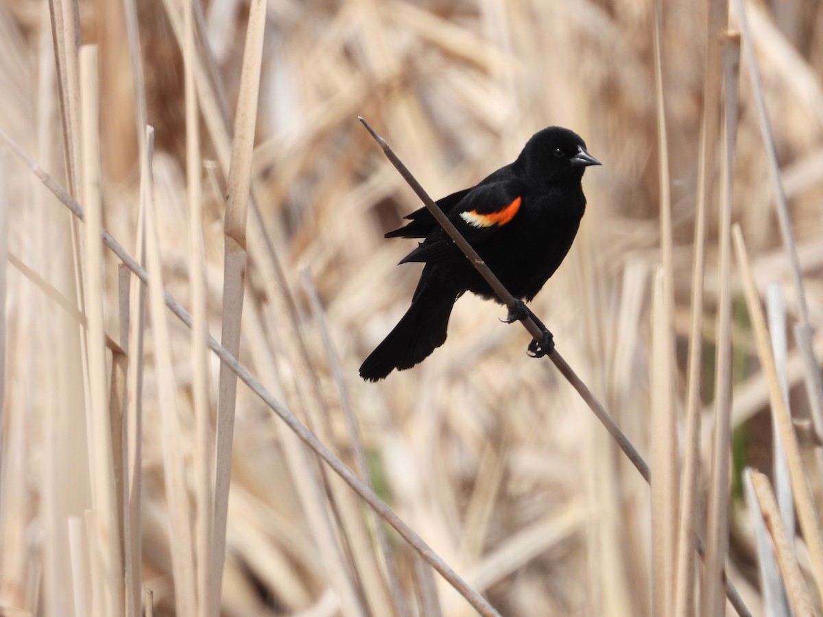 Red-winged Blackbird - Gerard Nachtegaele