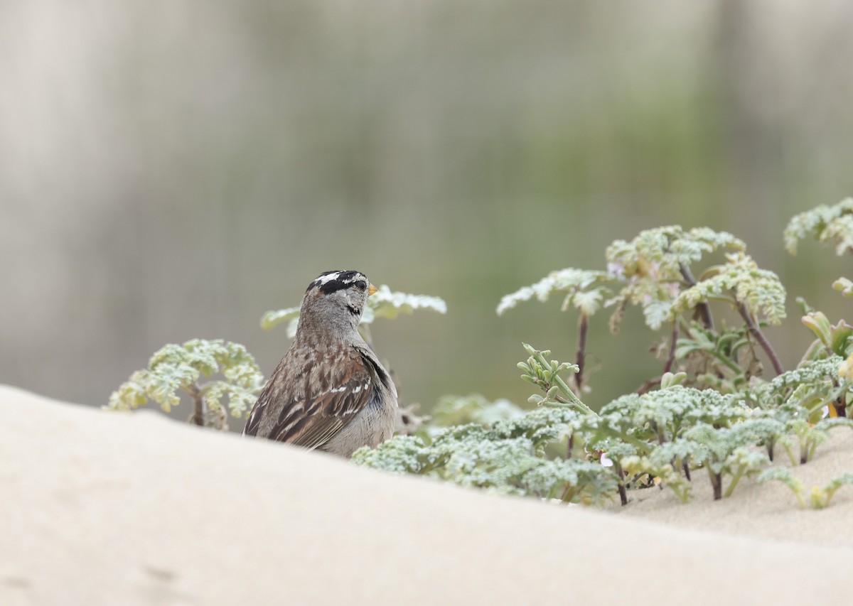 White-crowned Sparrow - ML619100222