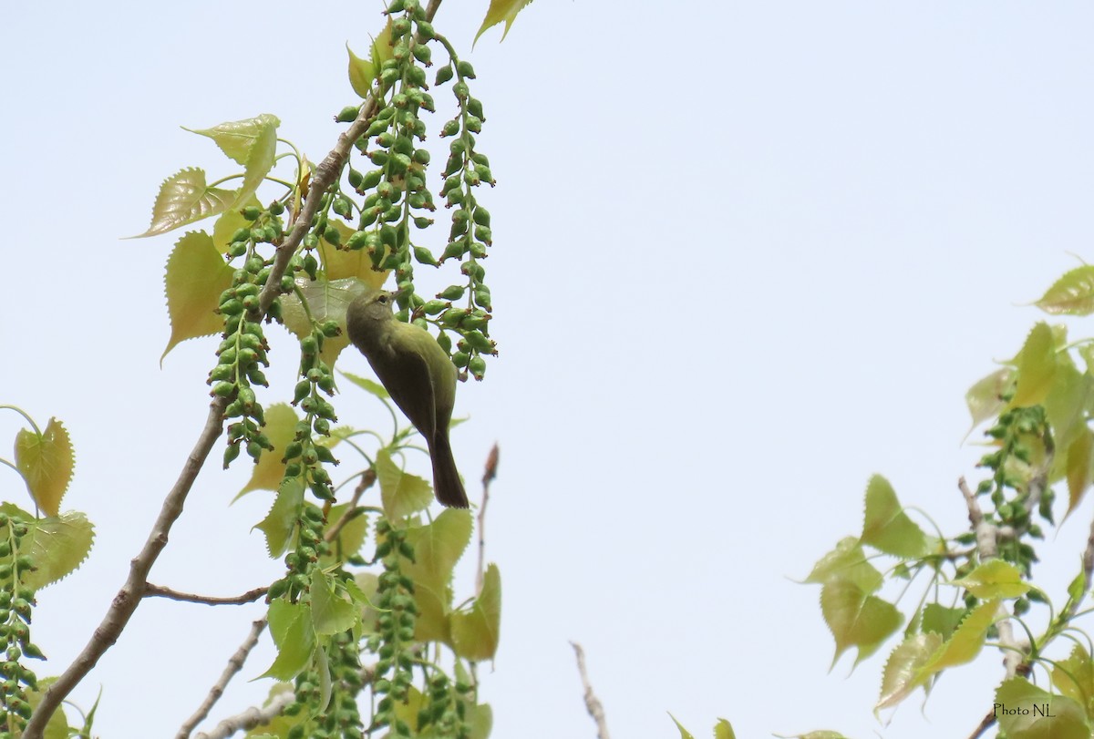 Orange-crowned Warbler - Nathalie L. COHL 🕊