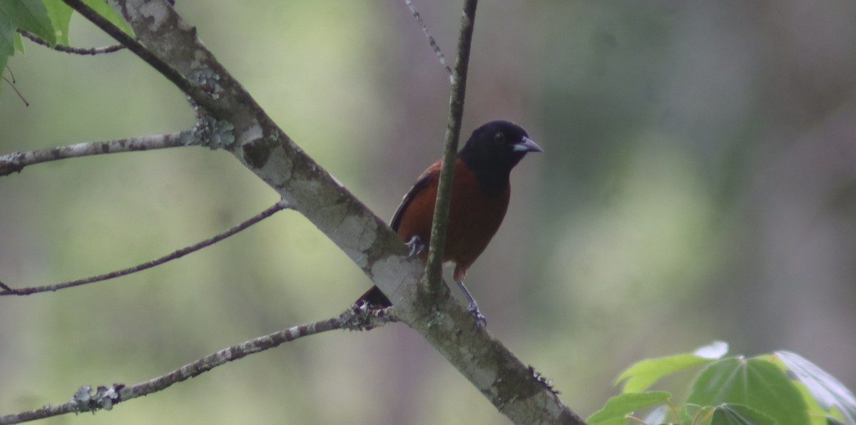 Orchard Oriole - BJ dooley