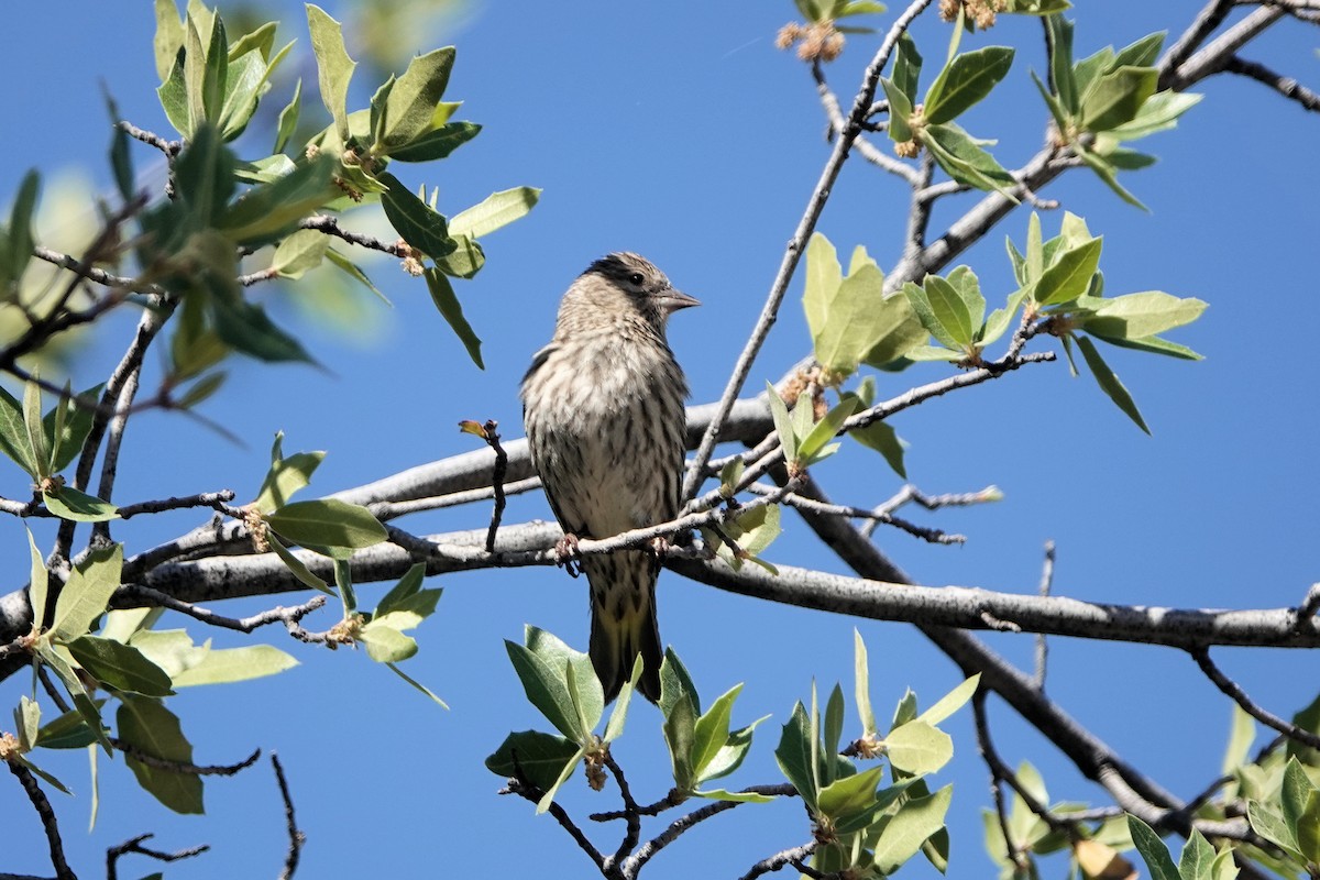 Pine Siskin - ML619100303