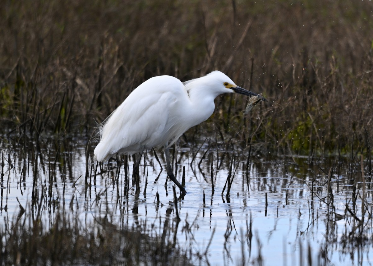 Snowy Egret - Larry Jordan