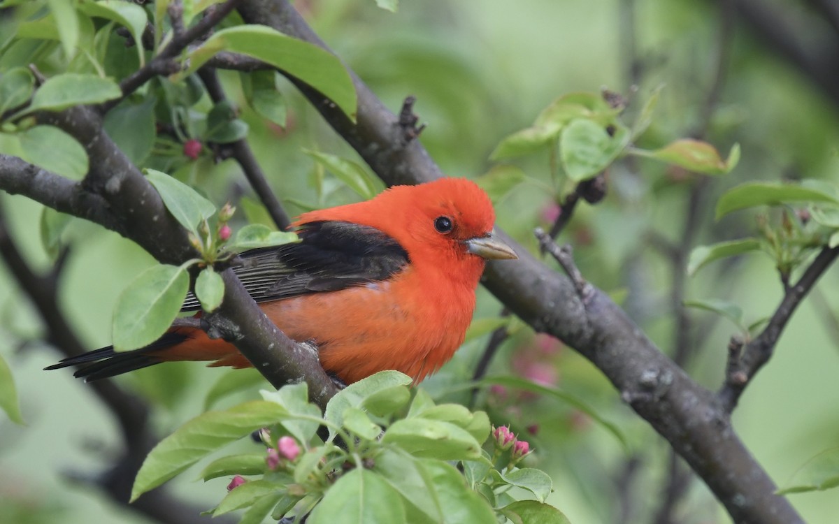 Scarlet Tanager - eric masterson