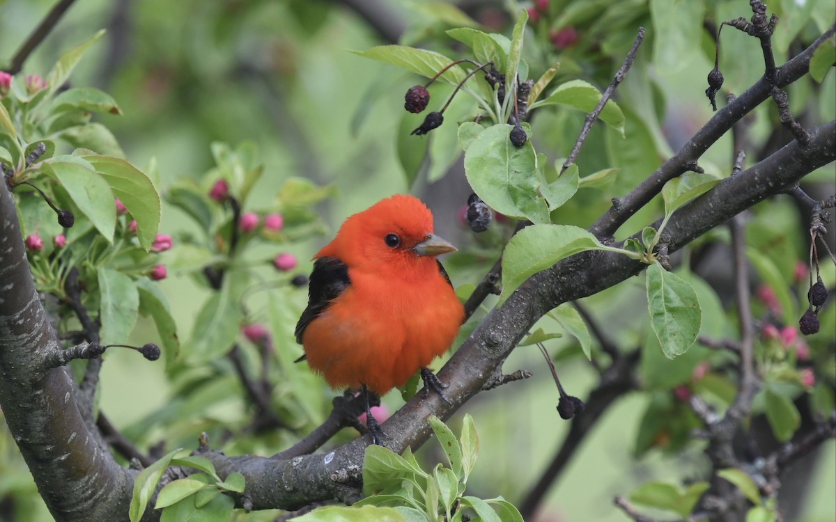 Scarlet Tanager - eric masterson