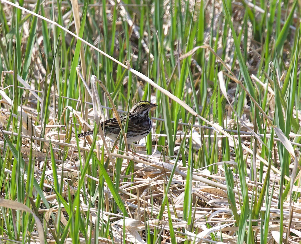 Savannah Sparrow - ML619100320