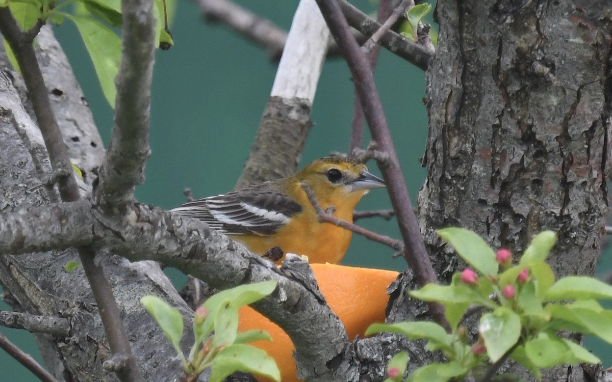 Baltimore Oriole - eric masterson