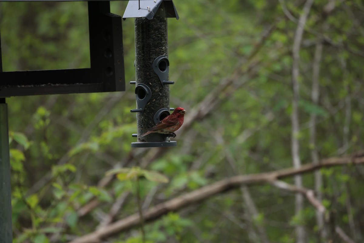 Purple Finch - Marie Provost