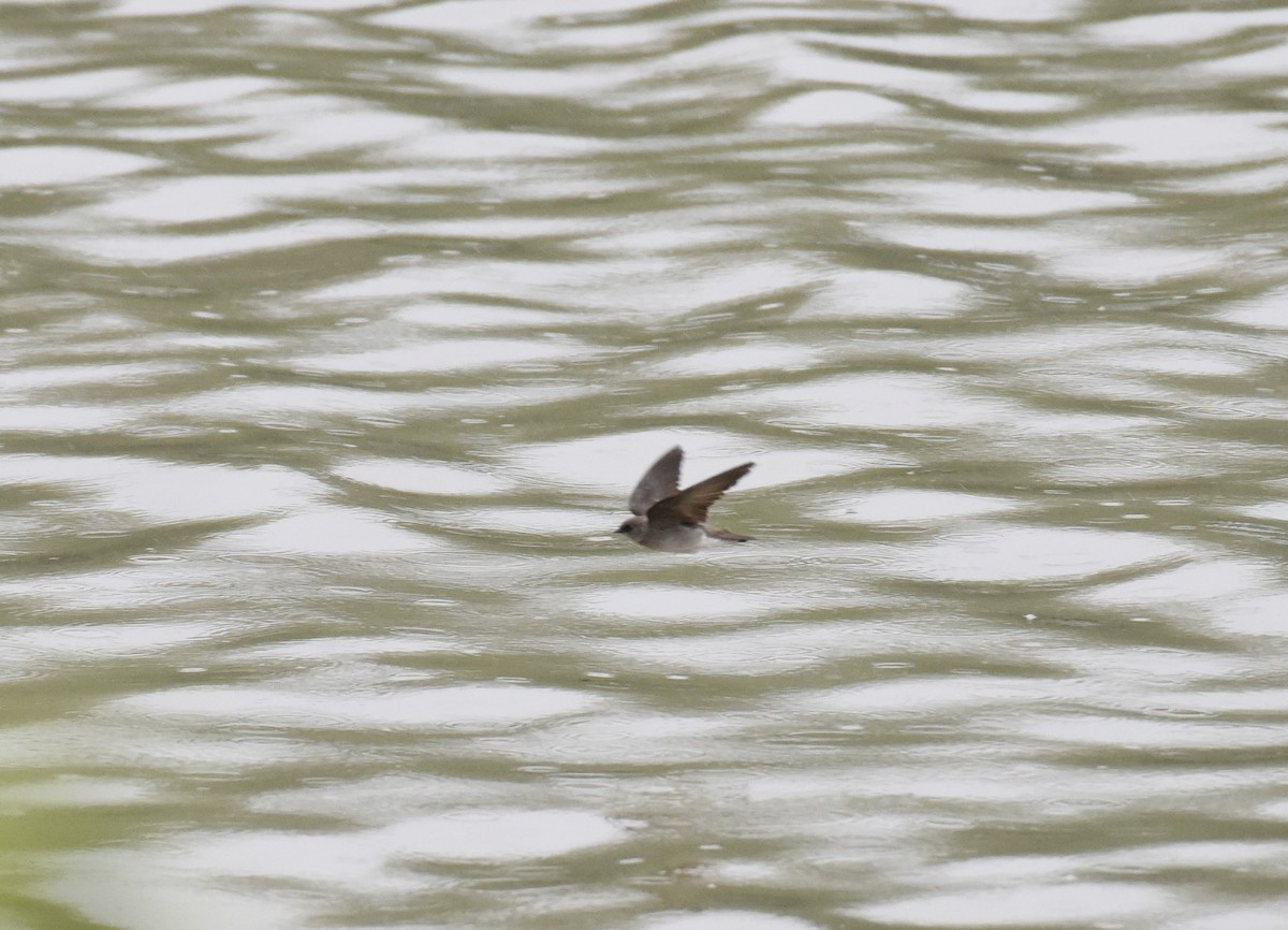 Northern Rough-winged Swallow - Dave  Sherman