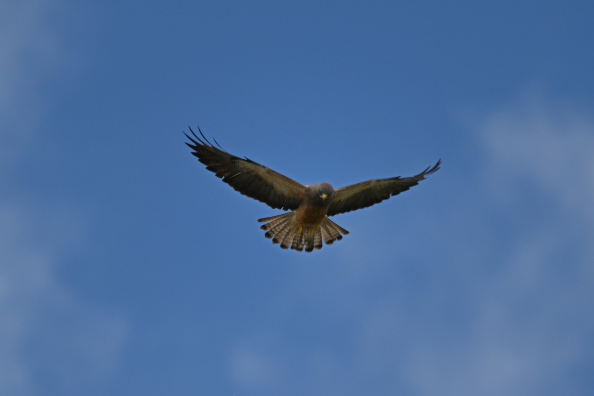 Swainson's Hawk - Larry Jordan