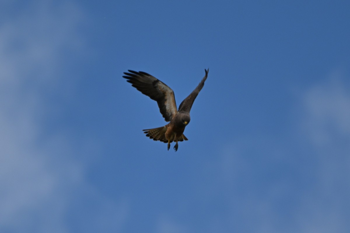 Swainson's Hawk - Larry Jordan