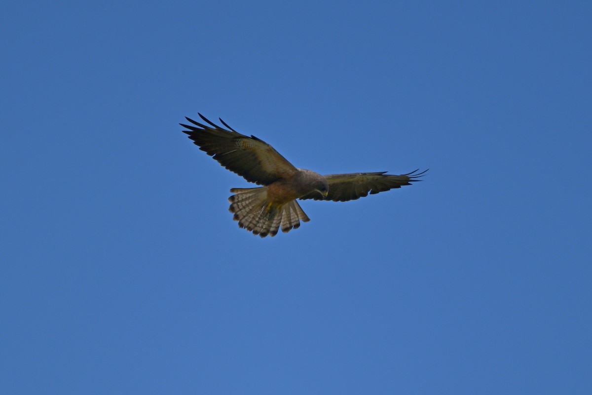 Swainson's Hawk - Larry Jordan