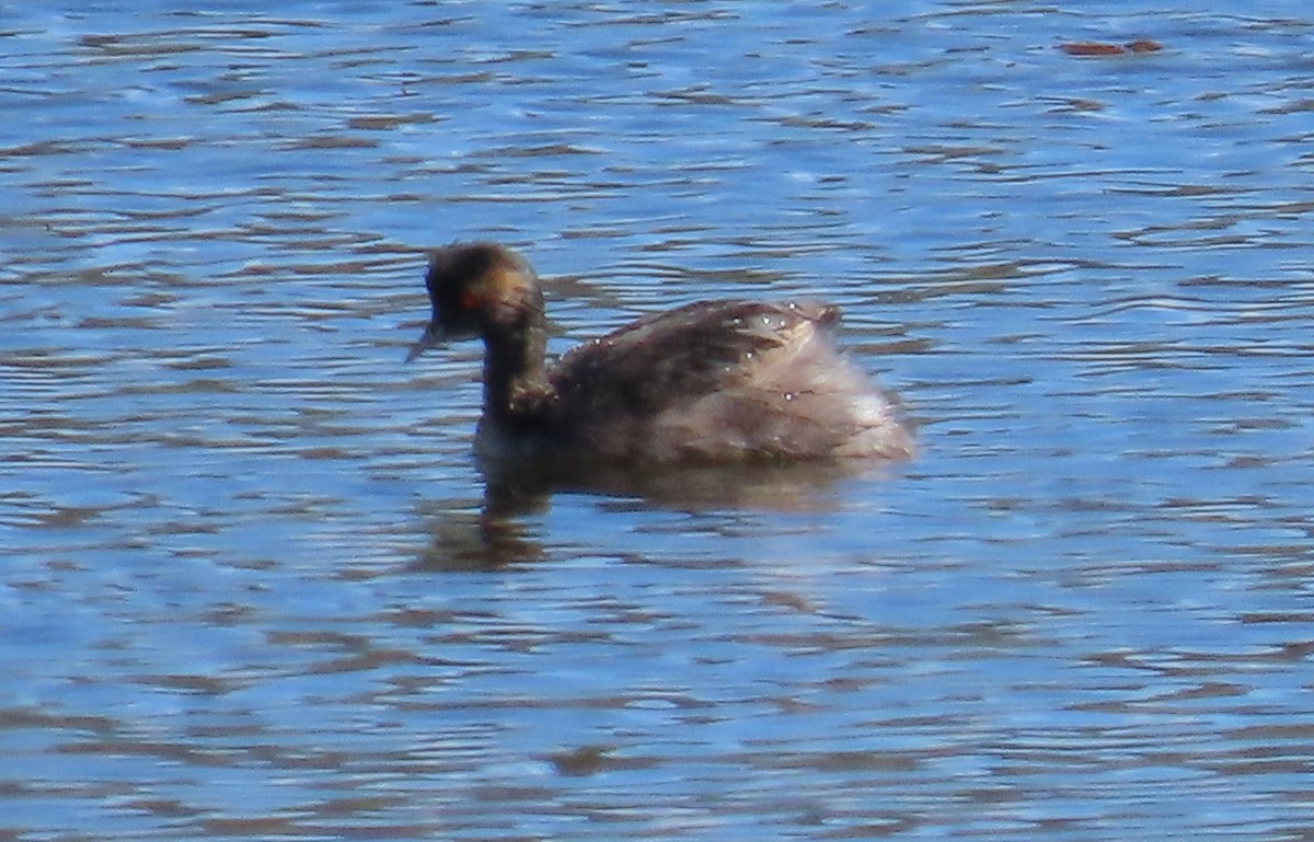 Eared Grebe - Byron Greco