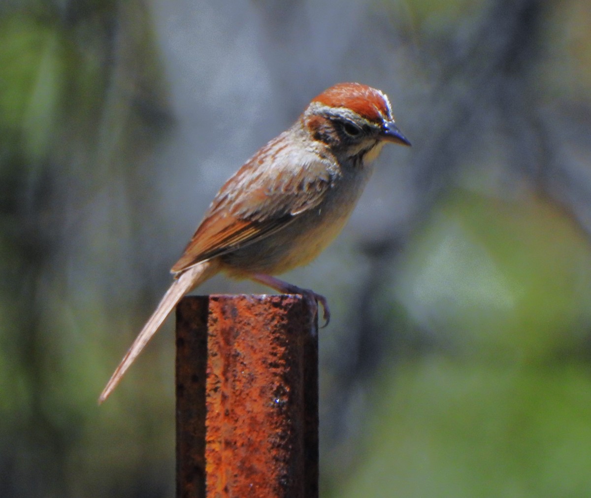 Rufous-crowned Sparrow - Karen McClure