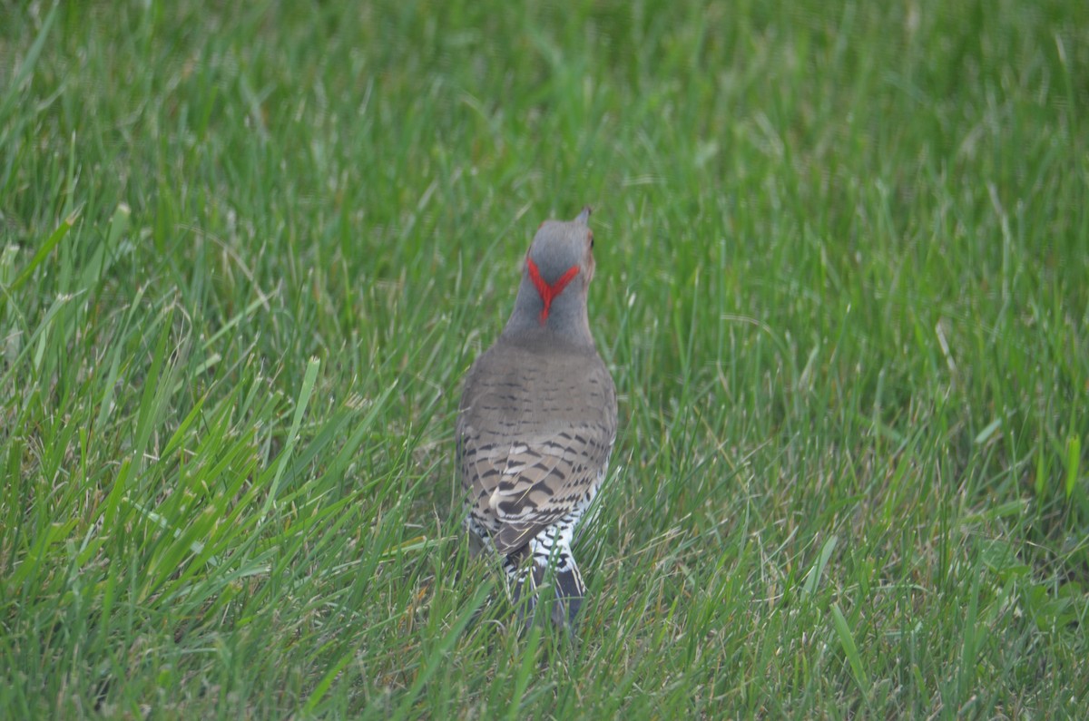 Northern Flicker - Kerry Beaghan