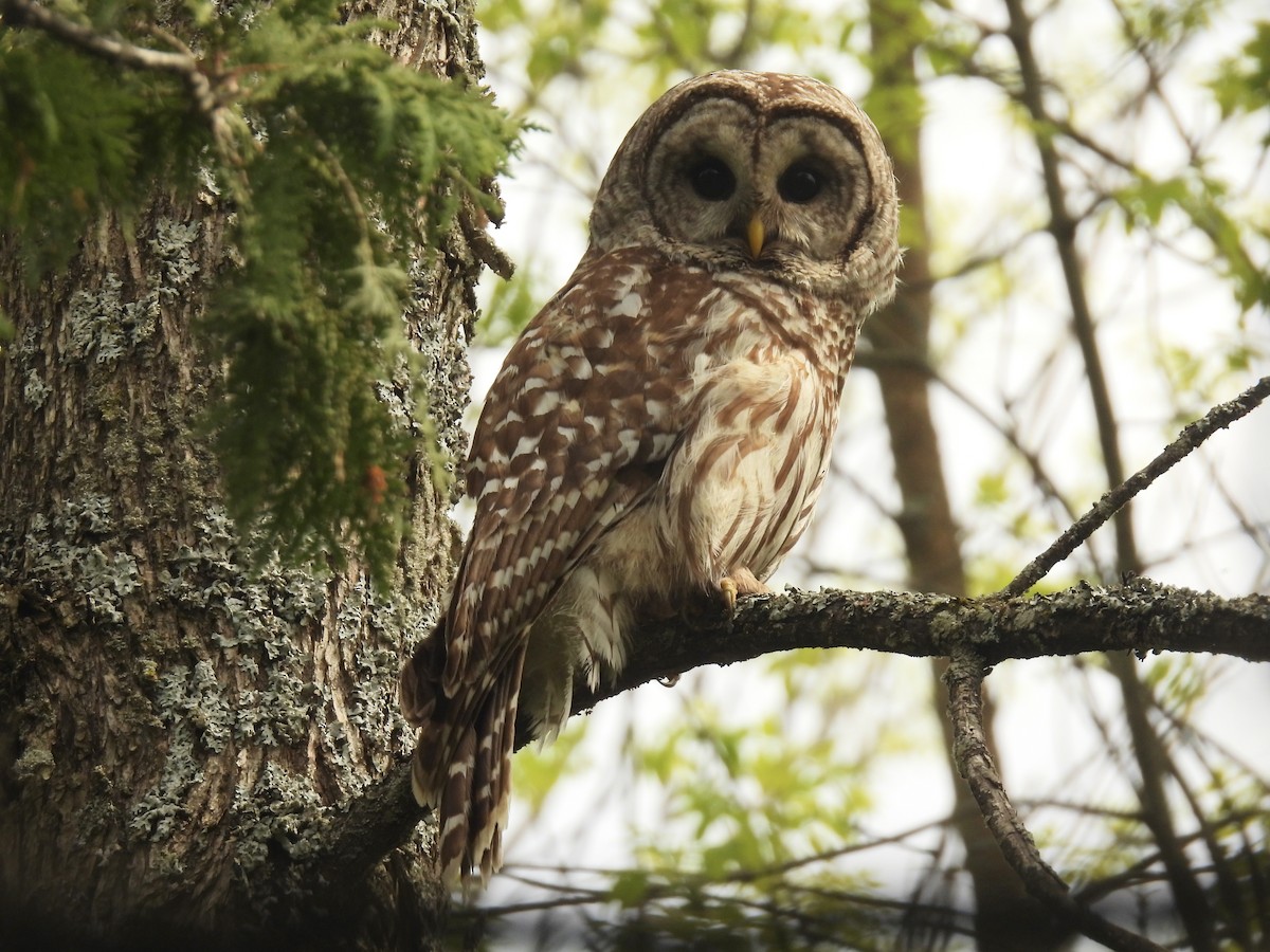 Barred Owl - ML619100364