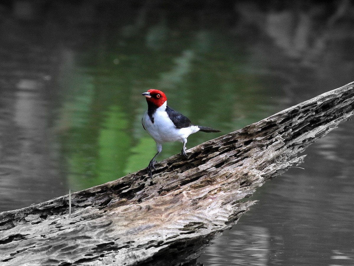 Red-capped Cardinal - Geoff Butcher