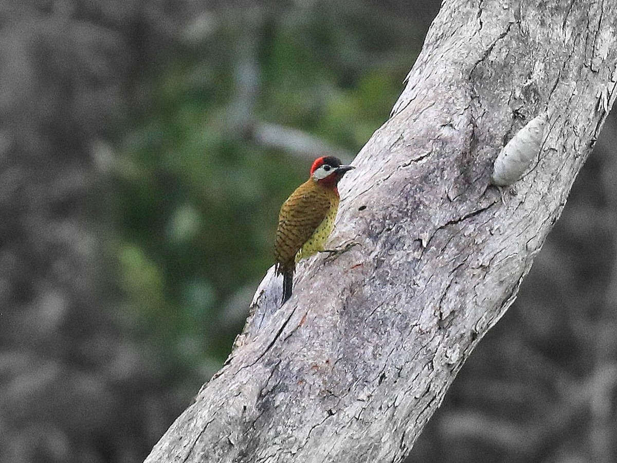 Spot-breasted Woodpecker - Geoff Butcher