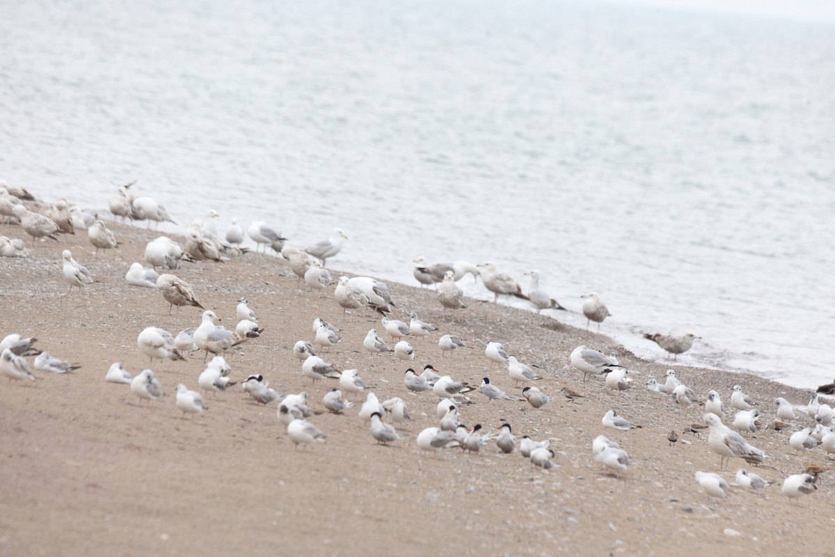 Bonaparte's Gull - Jason Milson