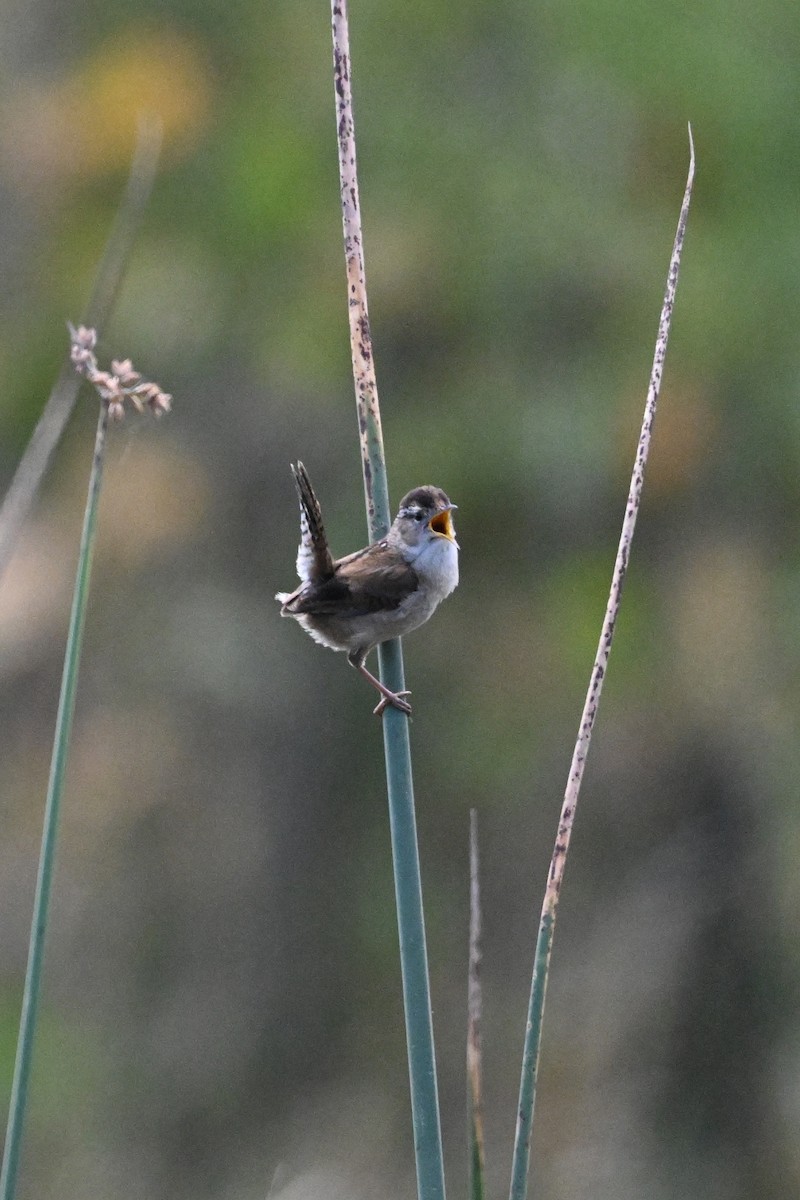 Marsh Wren - ML619100393