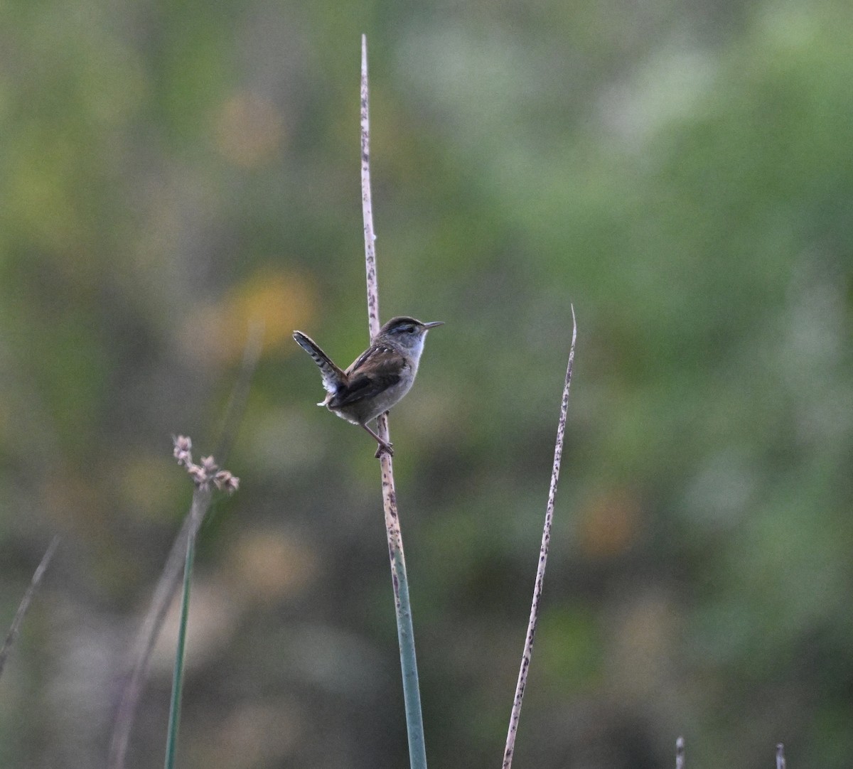 Marsh Wren - ML619100419