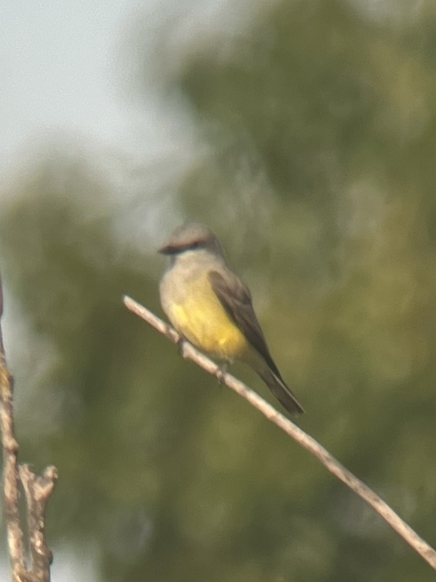 Western Kingbird - ML619100432