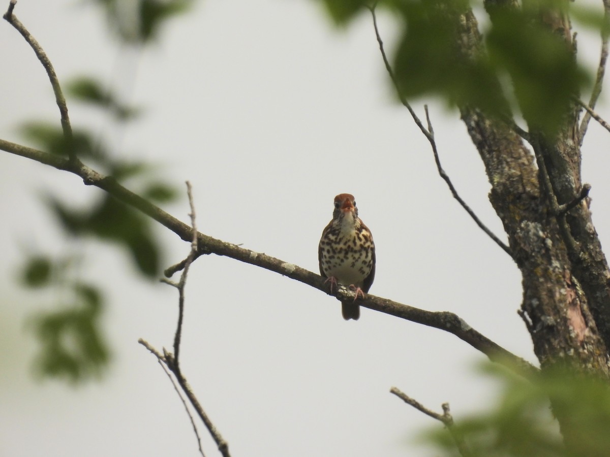 Wood Thrush - ML619100433