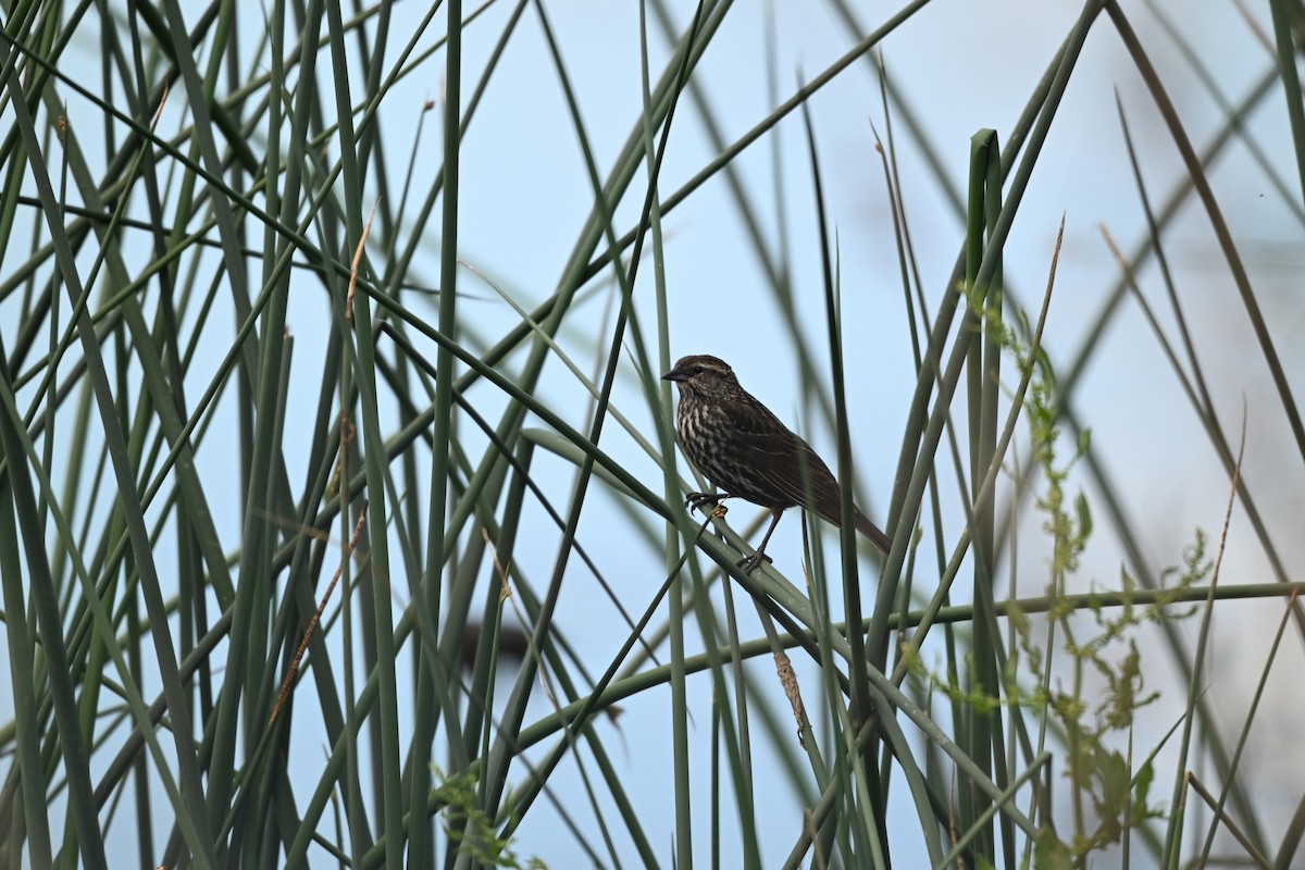 Red-winged Blackbird - Larry Jordan