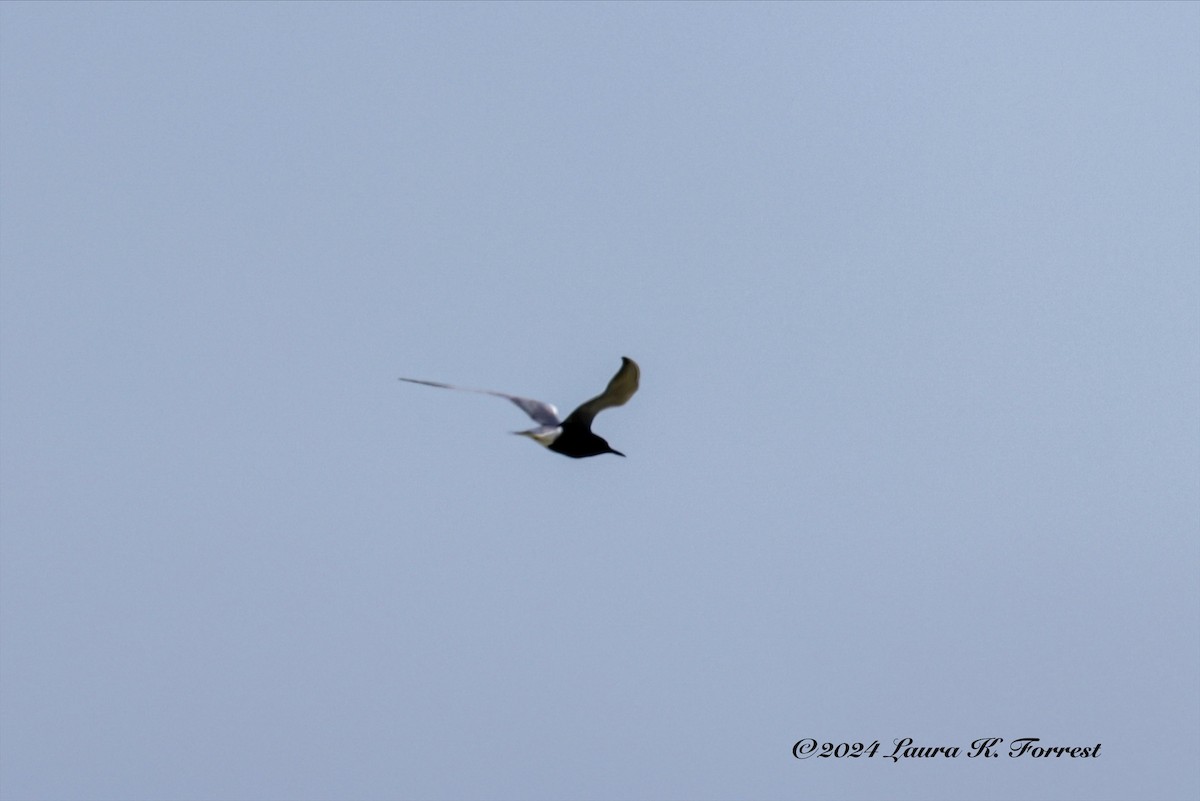 Black Tern - Laura Forrest