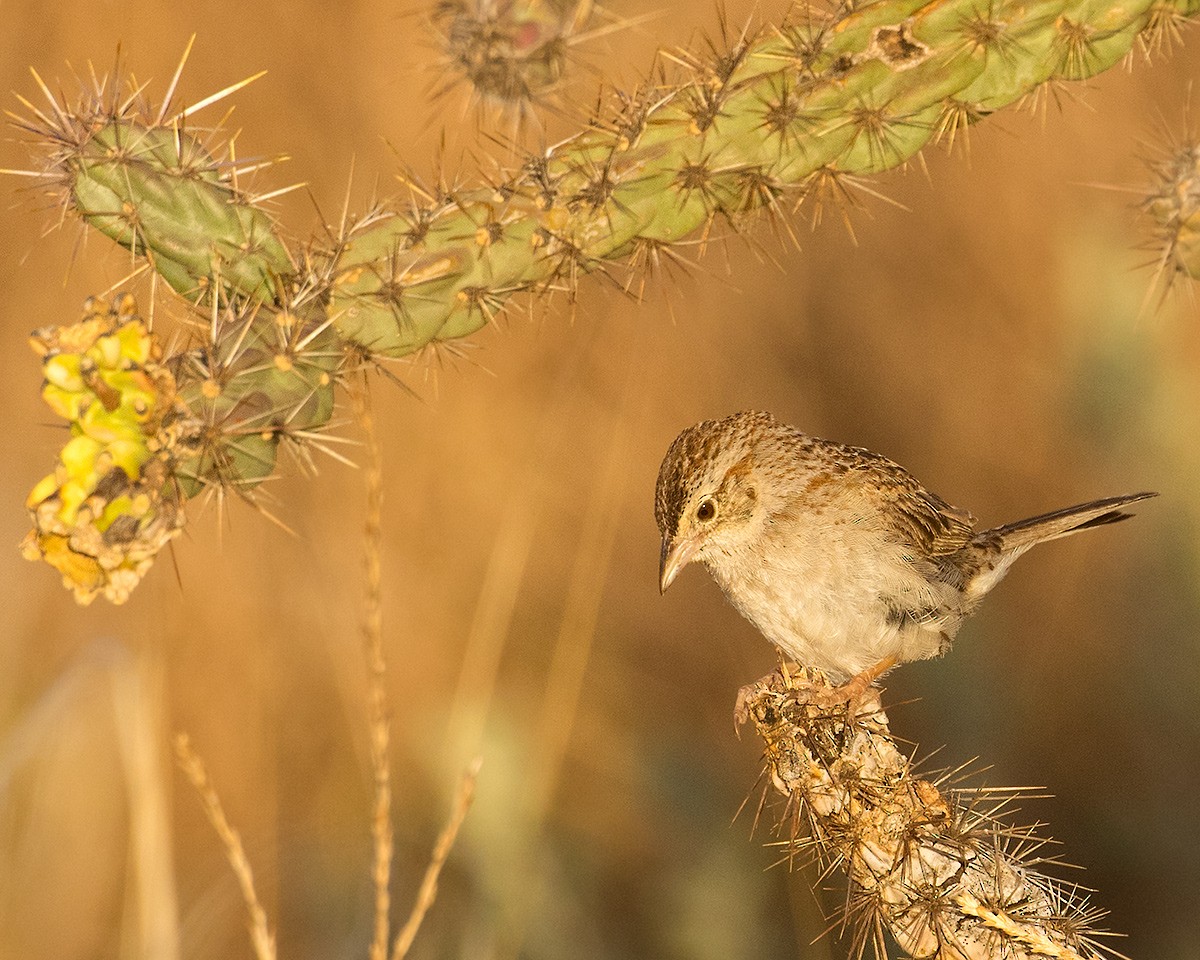 Cassin's Sparrow - Doug Backlund